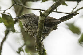 Thrush-like Wren