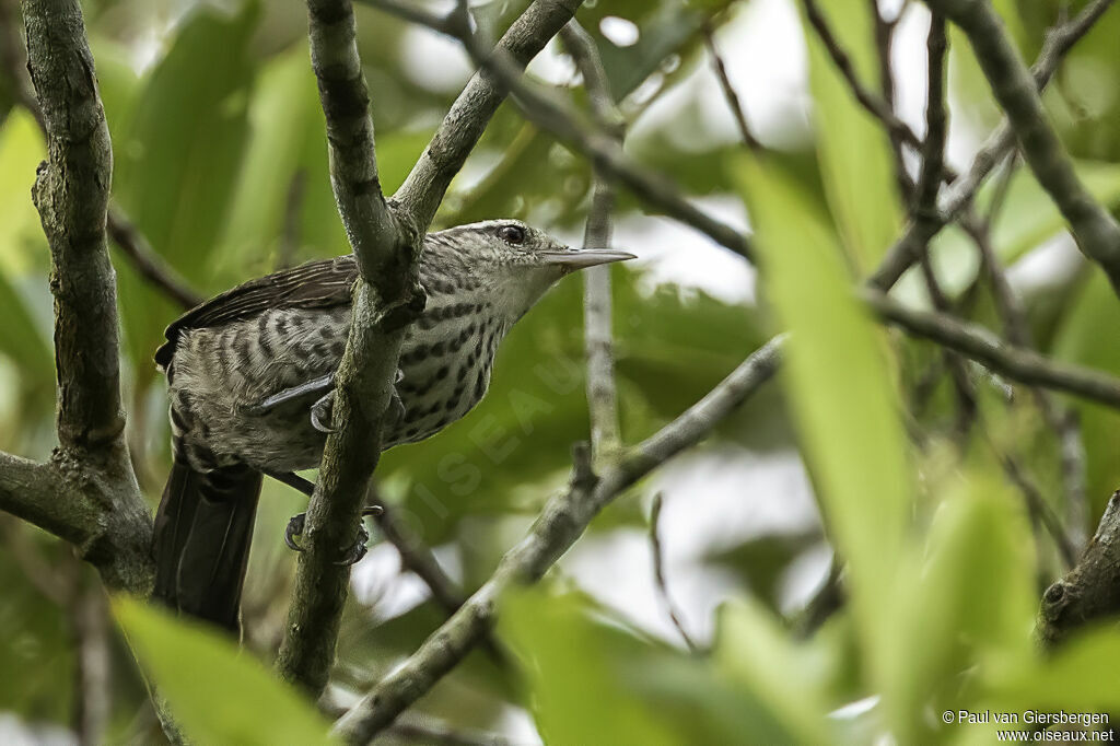 Thrush-like Wrenadult