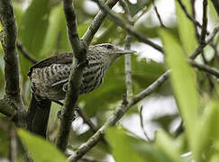 Thrush-like Wren