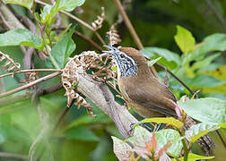 Happy Wren