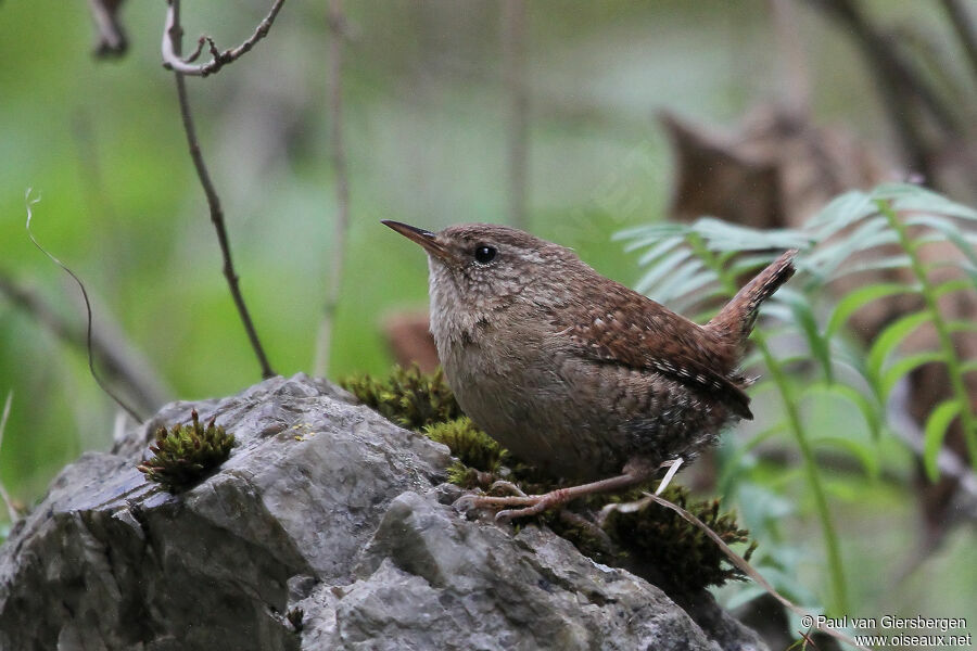 Eurasian Wren