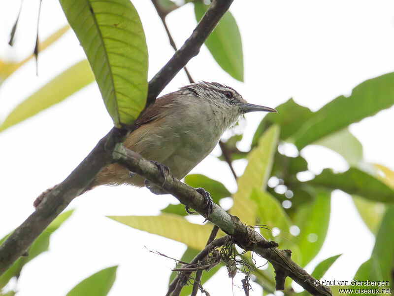 Cabanis's Wren