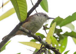 Cabanis's Wren