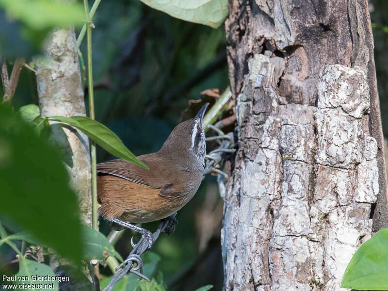 Cabanis's Wrenadult, Behaviour