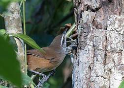 Cabanis's Wren