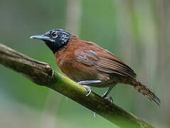 Sooty-headed Wren