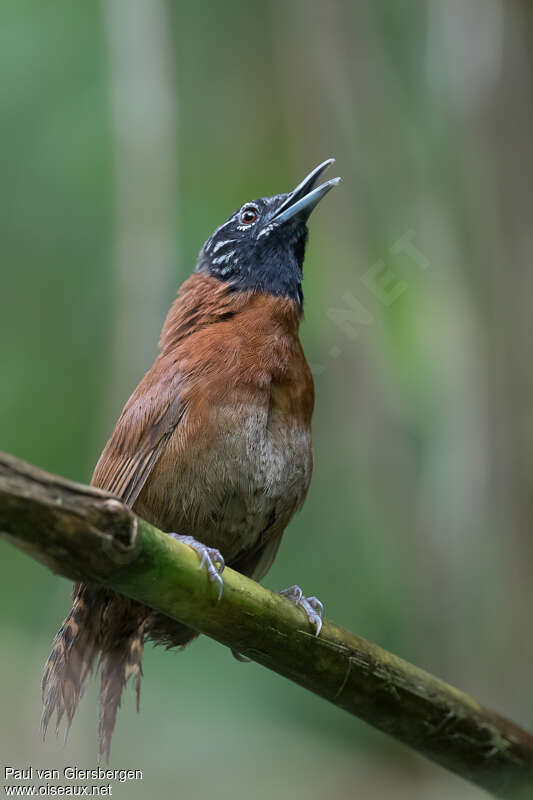 Sooty-headed Wrenadult, song