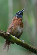 Sooty-headed Wren