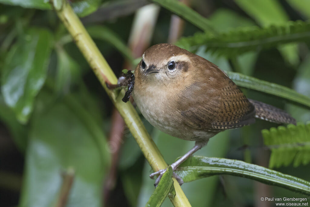 Mountain Wrenadult