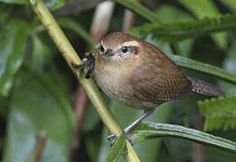 Mountain Wren