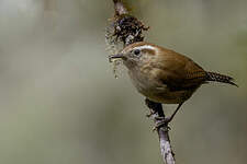 Troglodyte montagnard