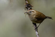 Troglodyte montagnard