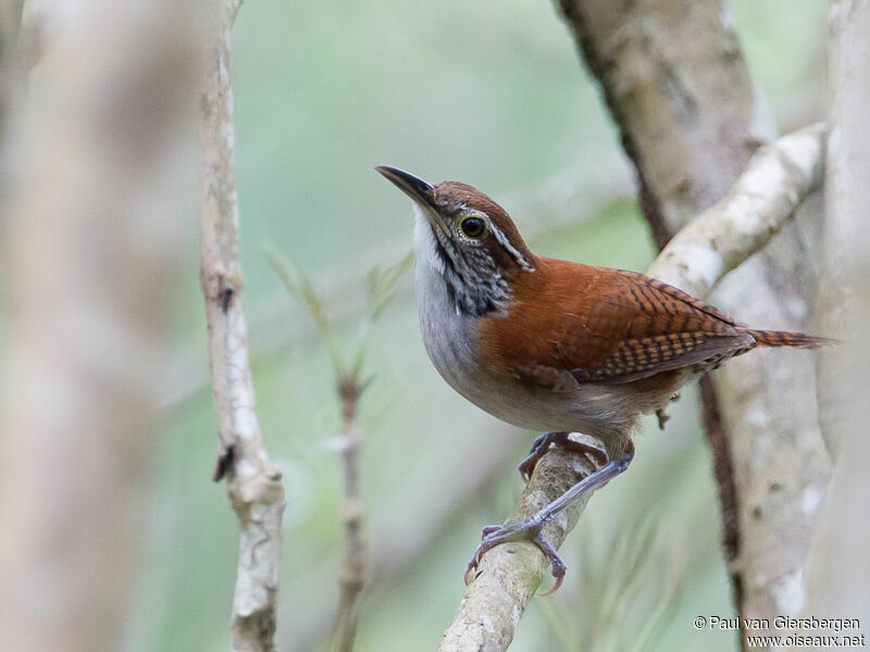 Rufous-and-white Wren