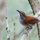 Troglodyte rufalbin