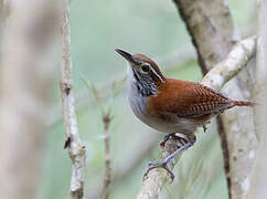 Rufous-and-white Wren