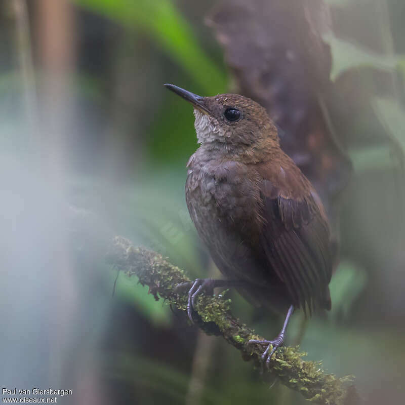 Troglodyte siffleur, identification