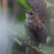 Southern Nightingale-Wren