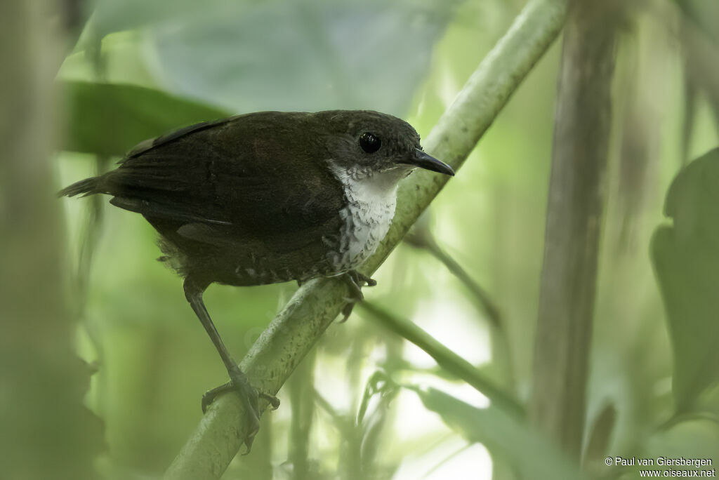 Southern Nightingale-Wrenadult