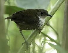 Southern Nightingale-Wren