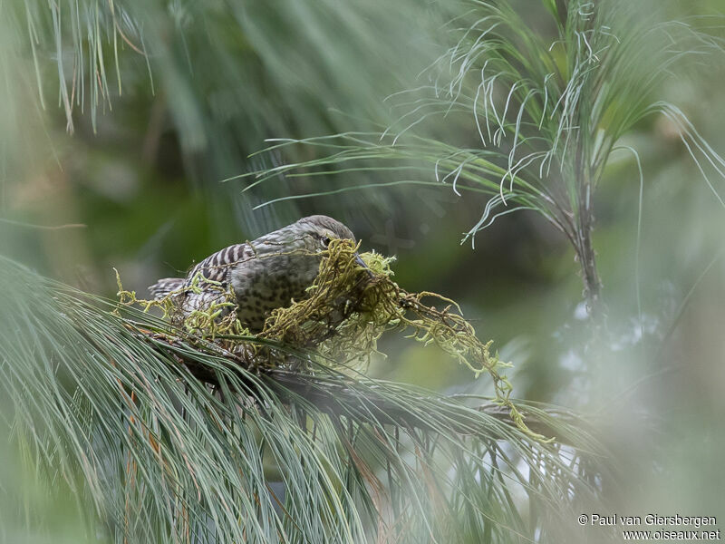 Grey-barred Wren