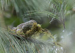 Grey-barred Wren