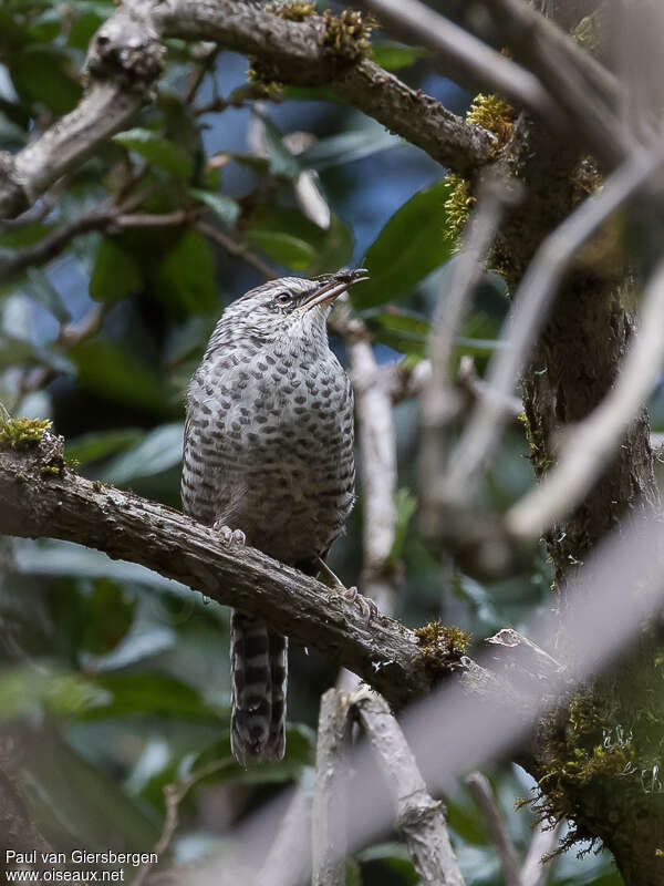 Troglodyte zébréadulte, identification