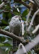 Grey-barred Wren