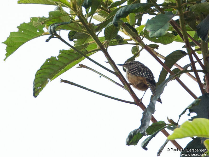 Band-backed Wren