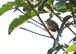 Band-backed Wren