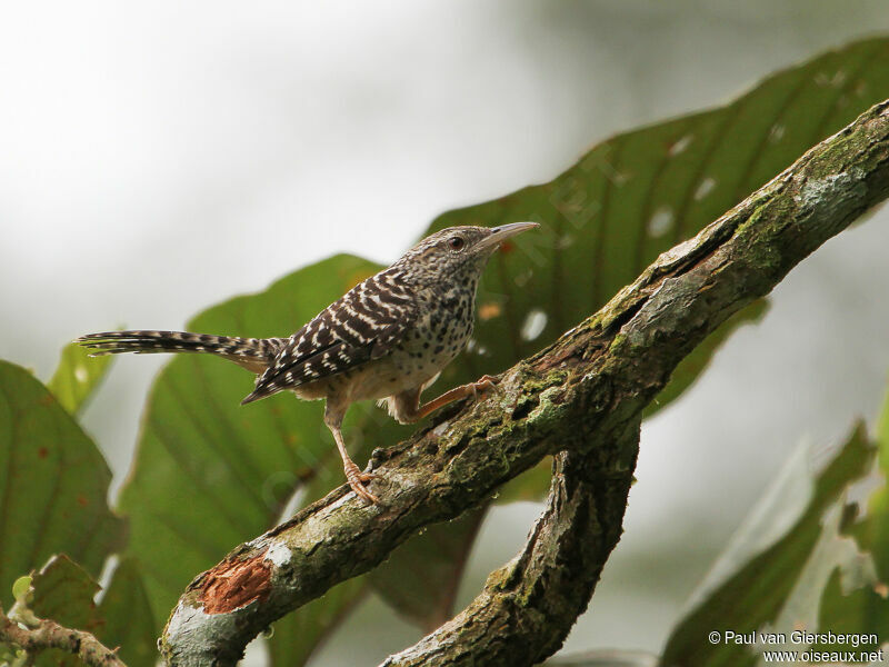 Band-backed Wren