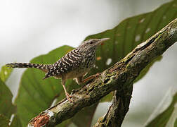 Band-backed Wren