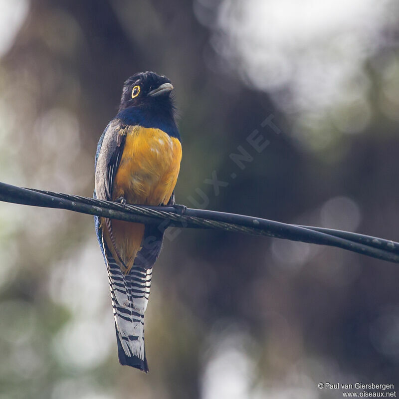 Gartered Trogon male adult