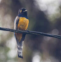 Trogon à lunettes jaunes