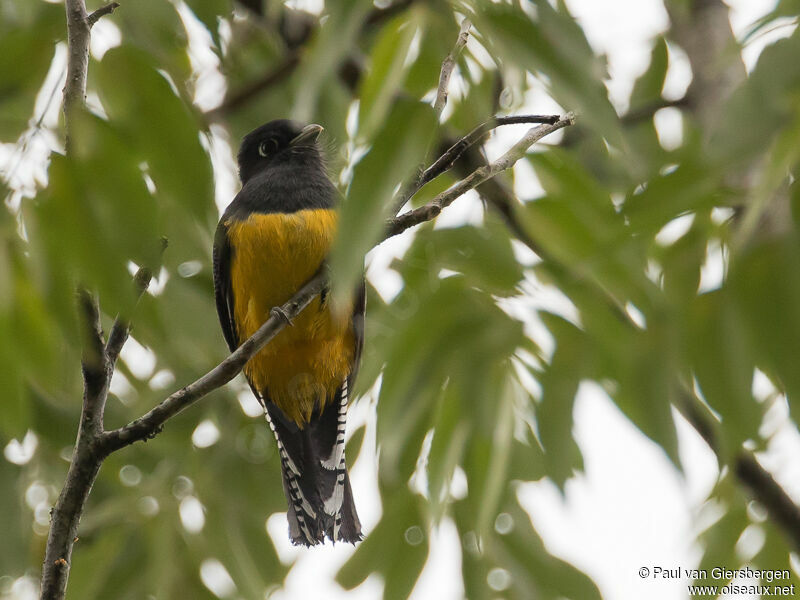 Gartered Trogon male adult