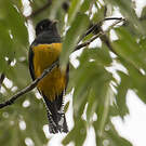 Trogon à lunettes jaunes