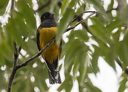 Trogon à lunettes jaunes