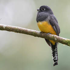 Trogon à lunettes jaunes