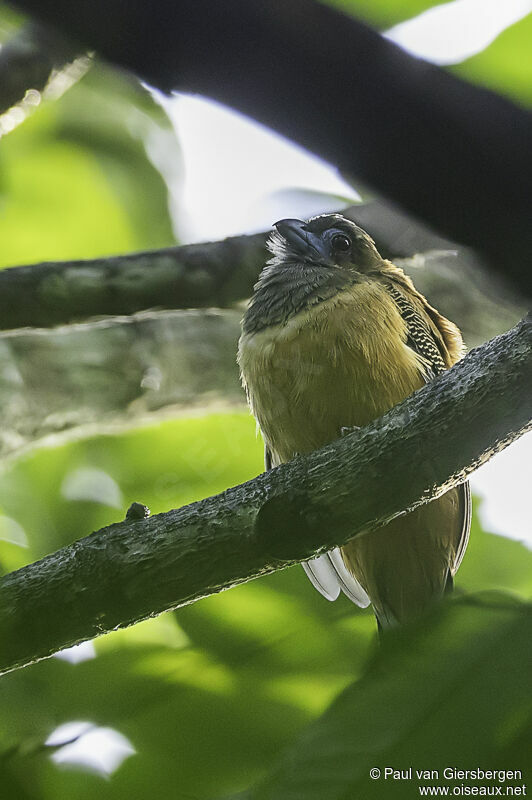 Trogon à nuque rouge femelle adulte