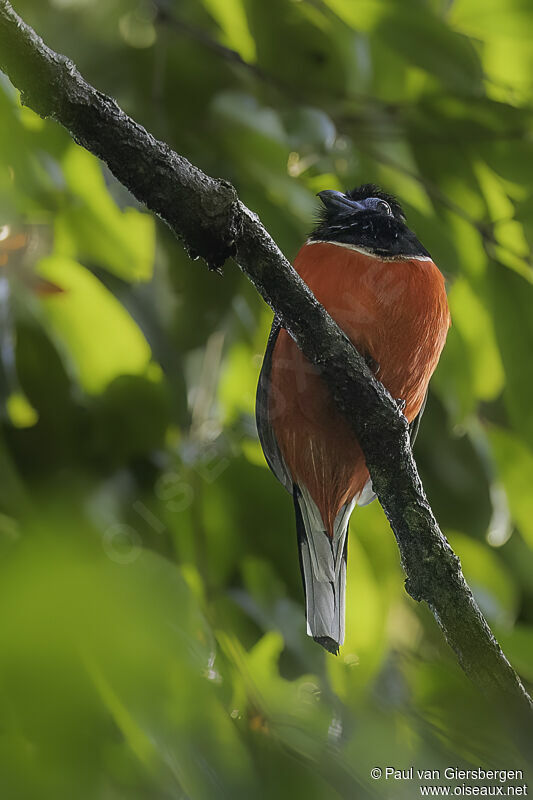 Trogon à nuque rouge mâle adulte