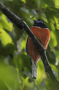 Red-naped Trogon