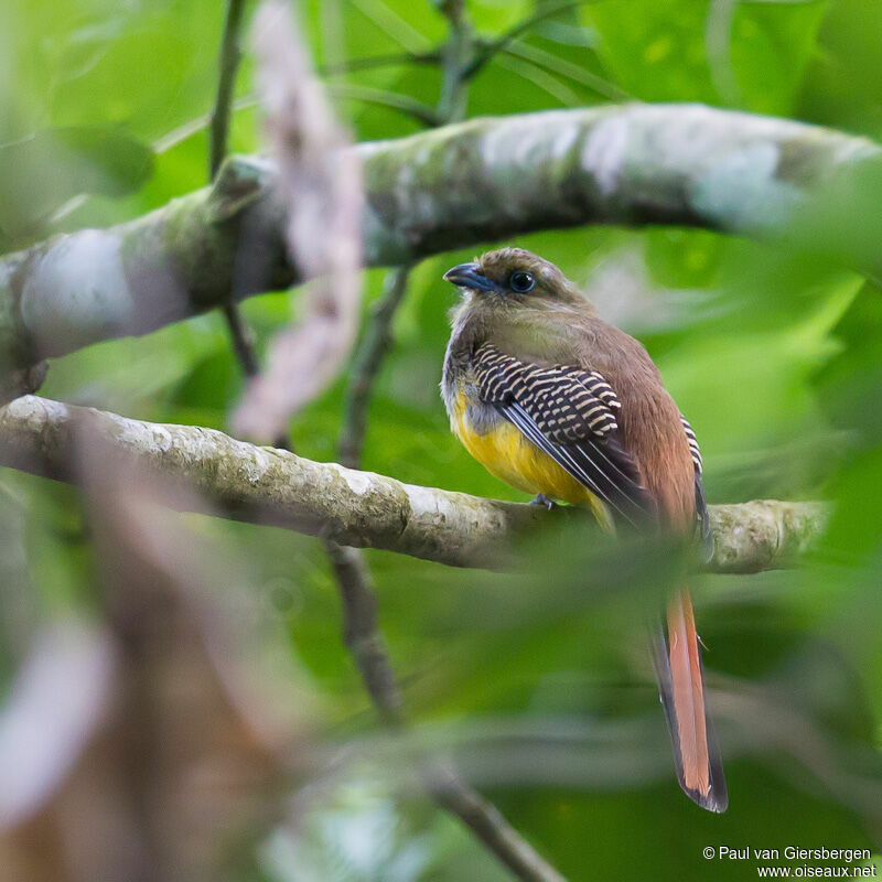 Trogon à poitrine jaune