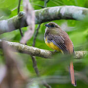 Orange-breasted Trogon