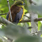 Trogon à poitrine jaune