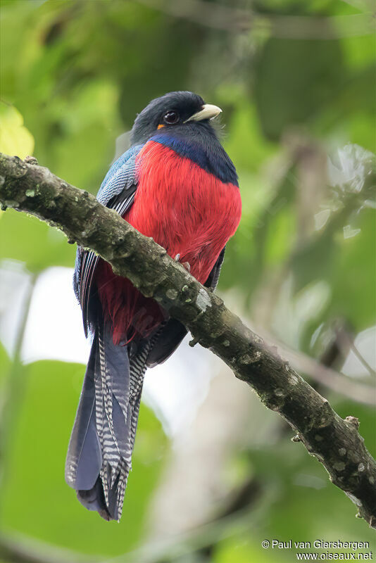 Trogon à queue barréeadulte