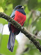 Trogon à queue barrée