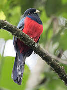 Bar-tailed Trogon