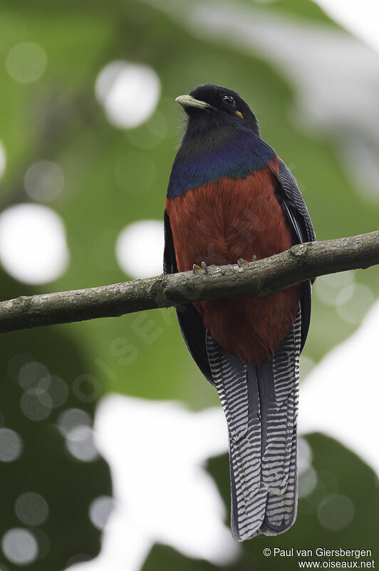 Trogon à queue barréeadulte