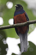 Bar-tailed Trogon