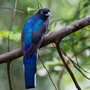 Green-backed Trogon