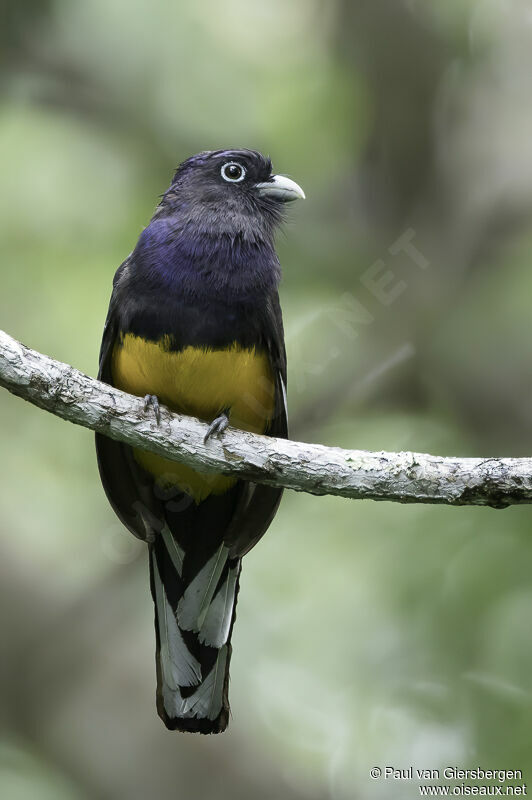 Green-backed Trogon male adult